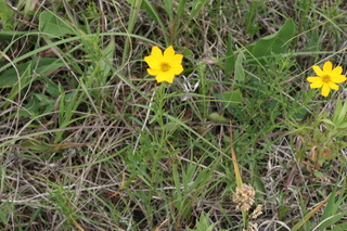 Coreopsis palmata 2.JPG